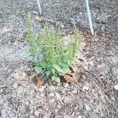 Anise-hyssop 'Little Adder' 