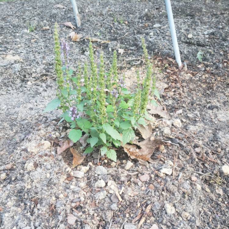 Plant image Agastache foeniculum 'Little Adder' 