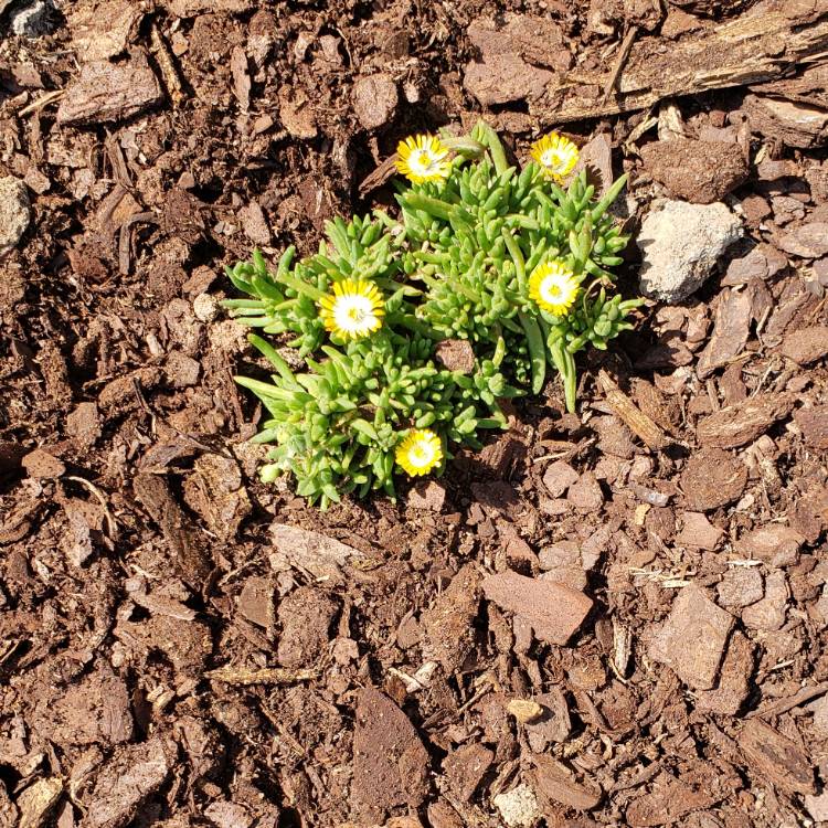 Plant image Delosperma cooperi 'Jewel Of Desert Peridot' (Jewel of Desert Series)