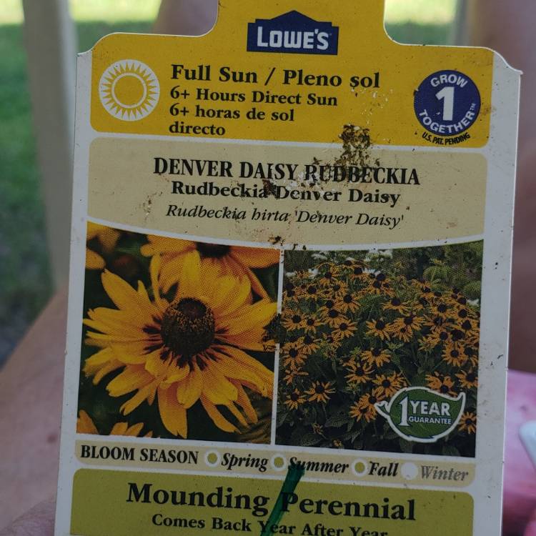 Plant image Rudbeckia hirta 'Denver Daisy'