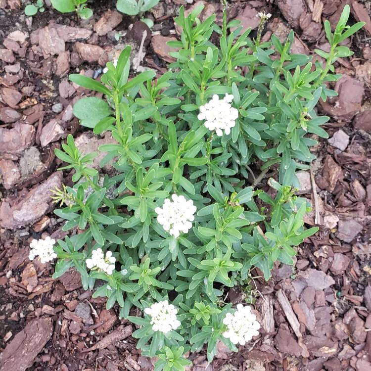 Plant image Iberis sempervirens Purity'