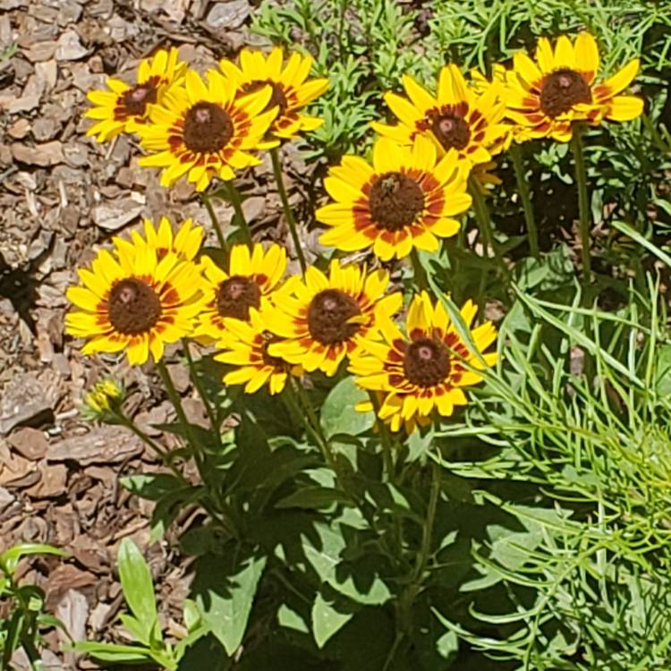 Plant image Rudbeckia hirta 'Kelvedon Star'