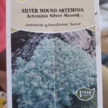 Silvermound