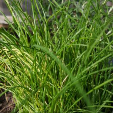 Garlic Chives