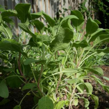 Garden Sage