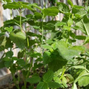 Lemon Balm