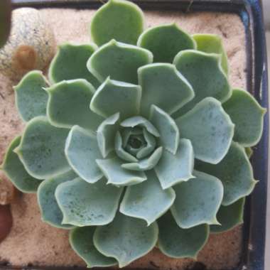 Sempervivum 'Tectorum'