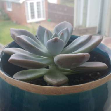 Graptoveria 'Opalina'