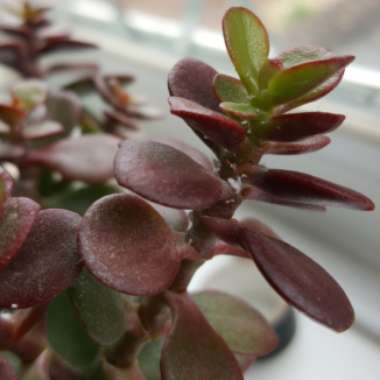 Dwarf Jade Plant