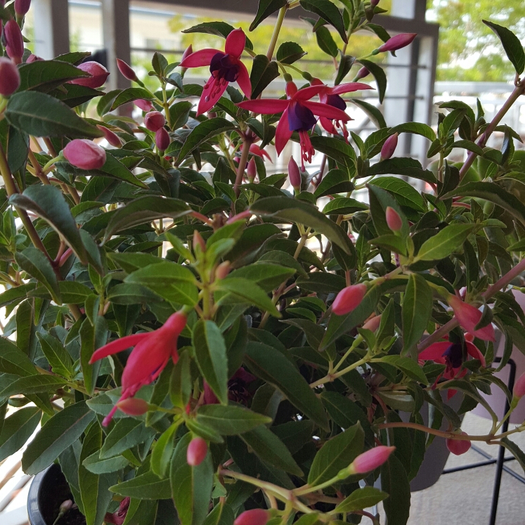 Plant image Fuchsia magellanica 'Electric Lights'