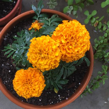 Tagetes