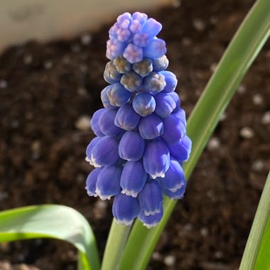 Muscari armeniacum 'Heavenly Blue'