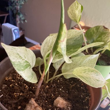 Epipremnum aureum 'Marble Queen'