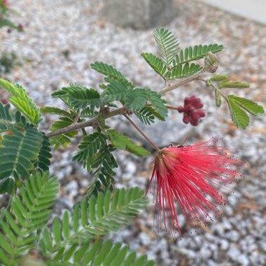 Calliandra californica