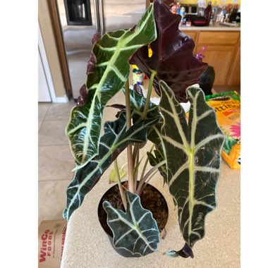 Alocasia x amazonica 'Polly'