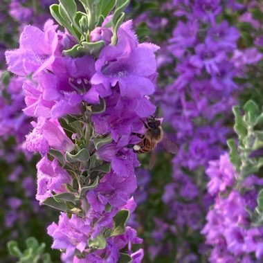 Leucophyllum frutescens