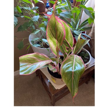 Aglaonema 'Golden Flourite'