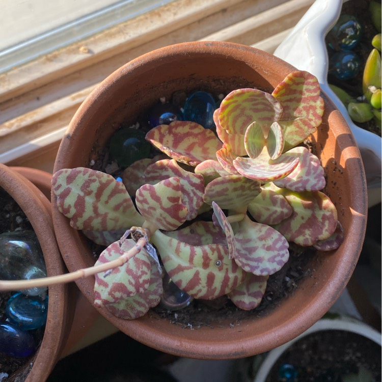 plant image 1401206