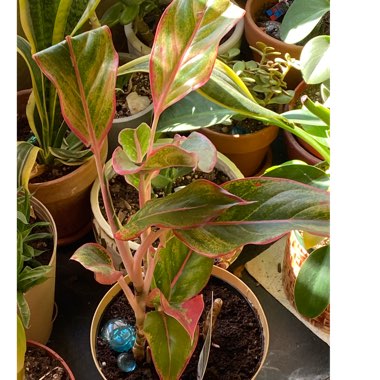 Aglaonema 'Golden Flourite'