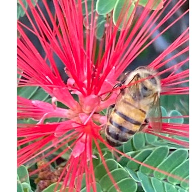 Calliandra californica