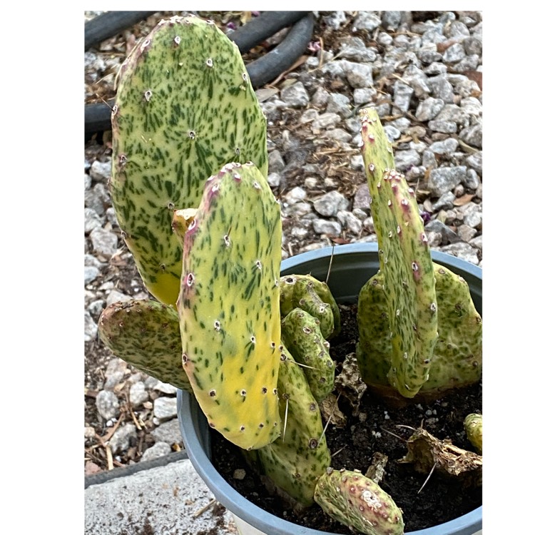 Plant image Opuntia Ficus-Indica Variegata