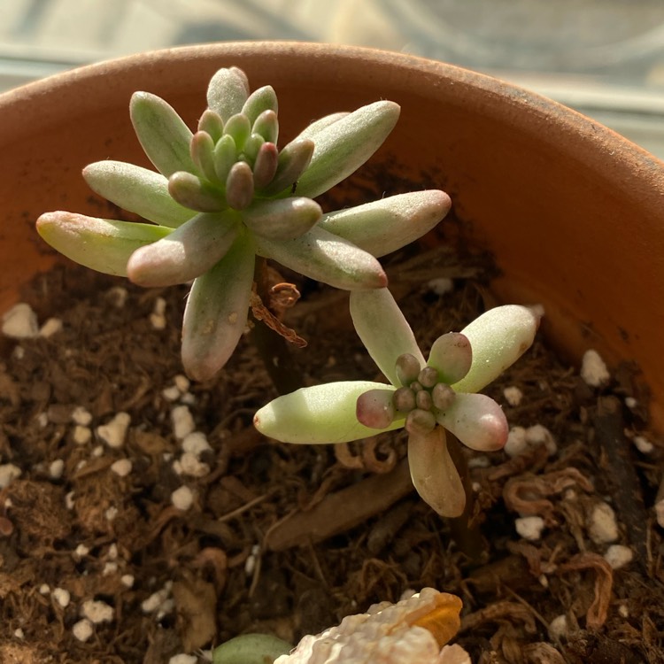 Plant image Sedum pachyphyllum