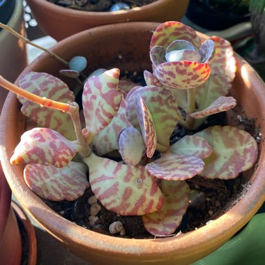 Kalanchoe Humilis