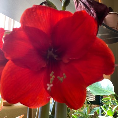 Hippeastrum (Galaxy Group) 'Red Lion'