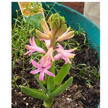 Hyacinthus orientalis