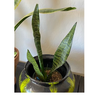 Sansevieria zeylanica