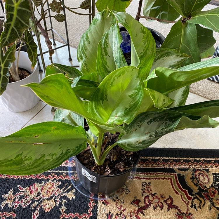 Plant image Aglaonema Silver Bay