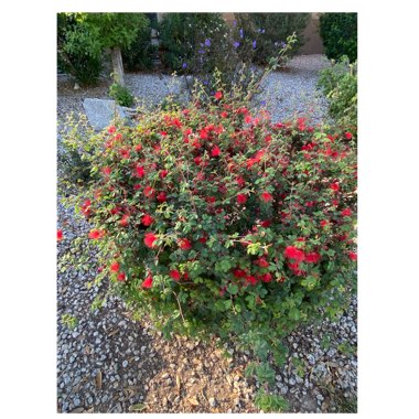 Calliandra californica