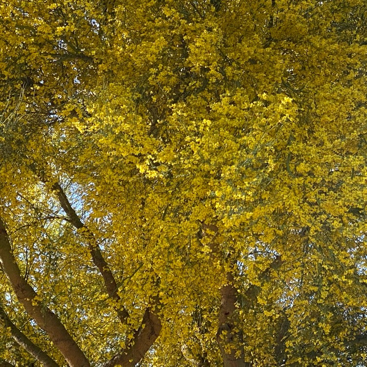 Cercidium Hybrid 'desert Museum' Syn. Parkinsonia Hybrid 'desert Museum 