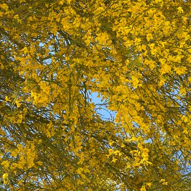 Cercidium hybrid 'Desert Museum' syn. Parkinsonia hybrid 'Desert Museum'