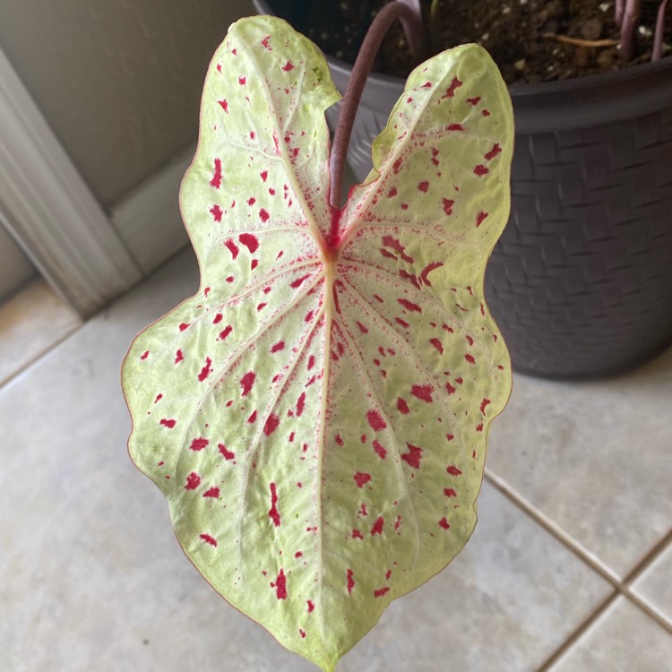 Plant image Caladium 'Strawberry Star'