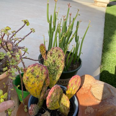 Opuntia Ficus-Indica Variegata