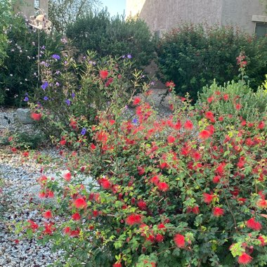 Calliandra californica