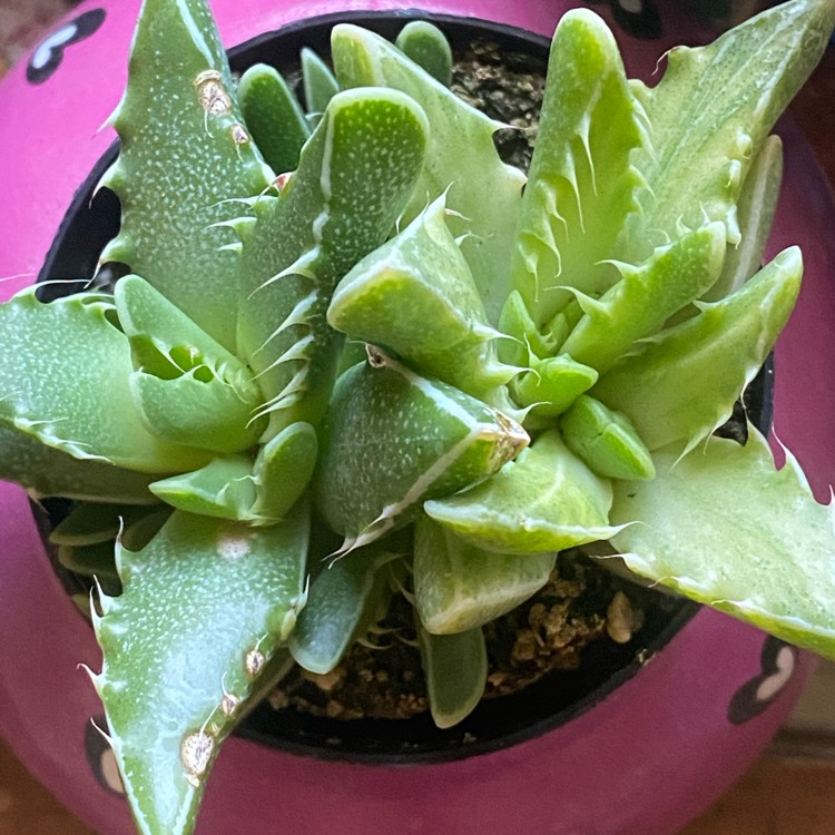 Plant image Faucaria tigrina variegata