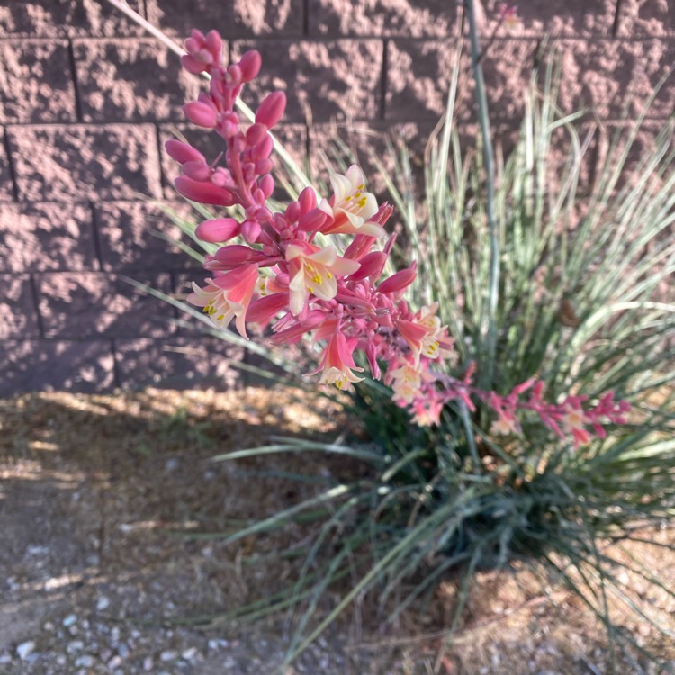 plant image 1475870