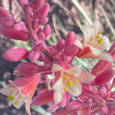 Hesperaloe Parviflora