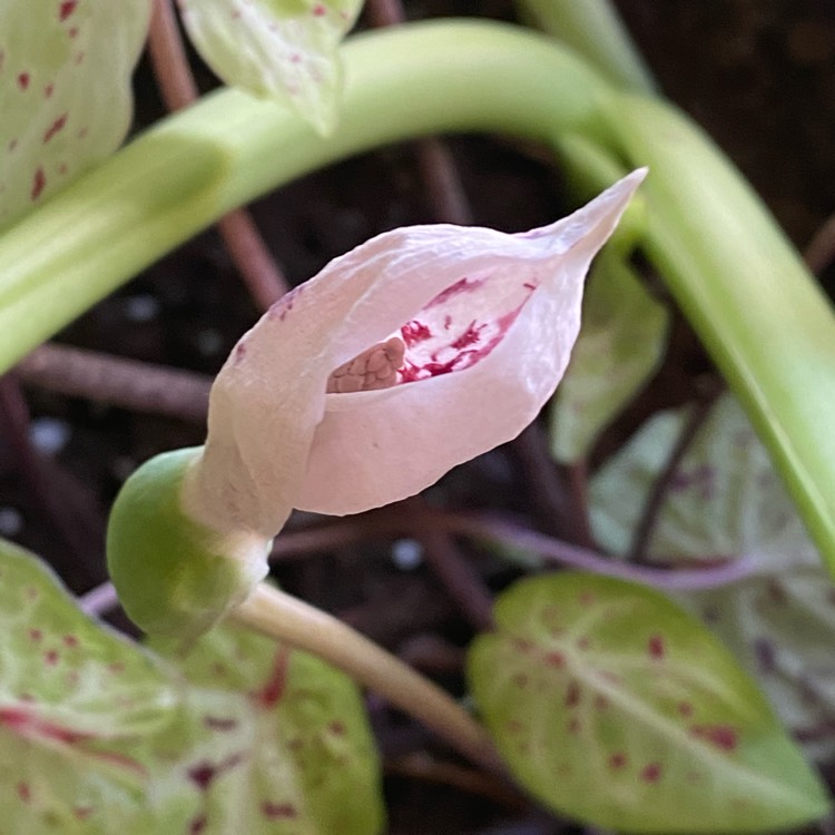 plant image 1481458