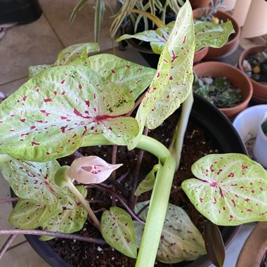 Caladium 'Strawberry Star'