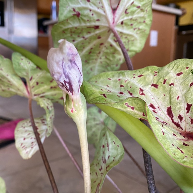 Plant image Caladium 'Strawberry Star'