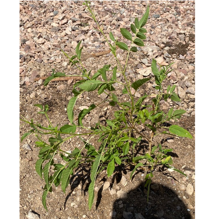 Plant image Tecoma Stans 'Bells Of Fire'