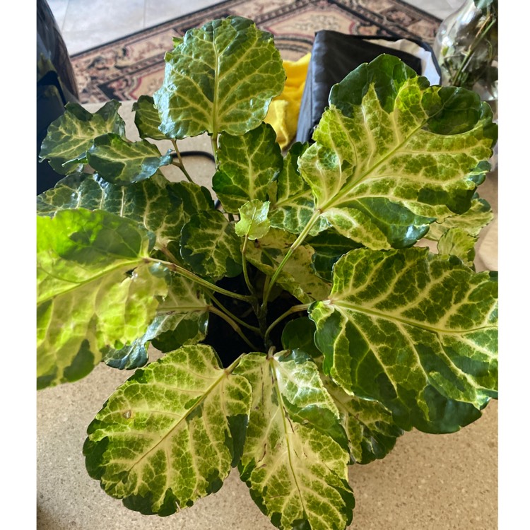 Plant image Hedera helix 'Golden Jytte'