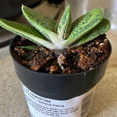 Gasteria 'Little Warty'