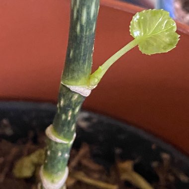 Hedera helix 'Golden Jytte'