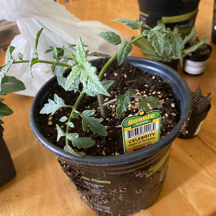 Plant image Solanum lycopersicum 'Celebrity'