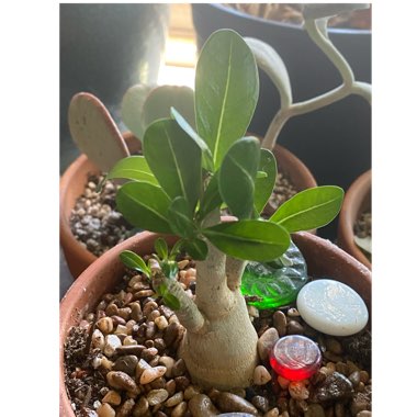 Adenium obesum