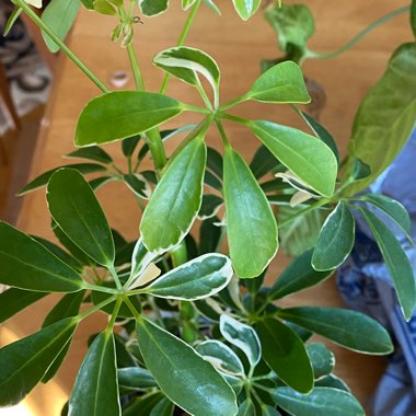 Schefflera aboricola (variegata)